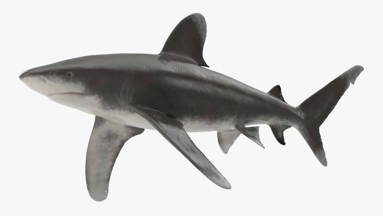 Carcharhinus Longimanus Shark 3D model