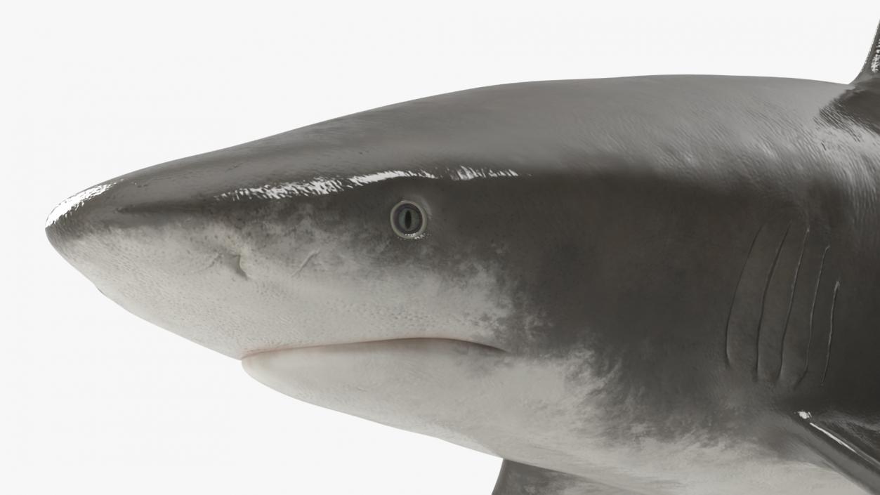 Carcharhinus Longimanus Shark 3D model