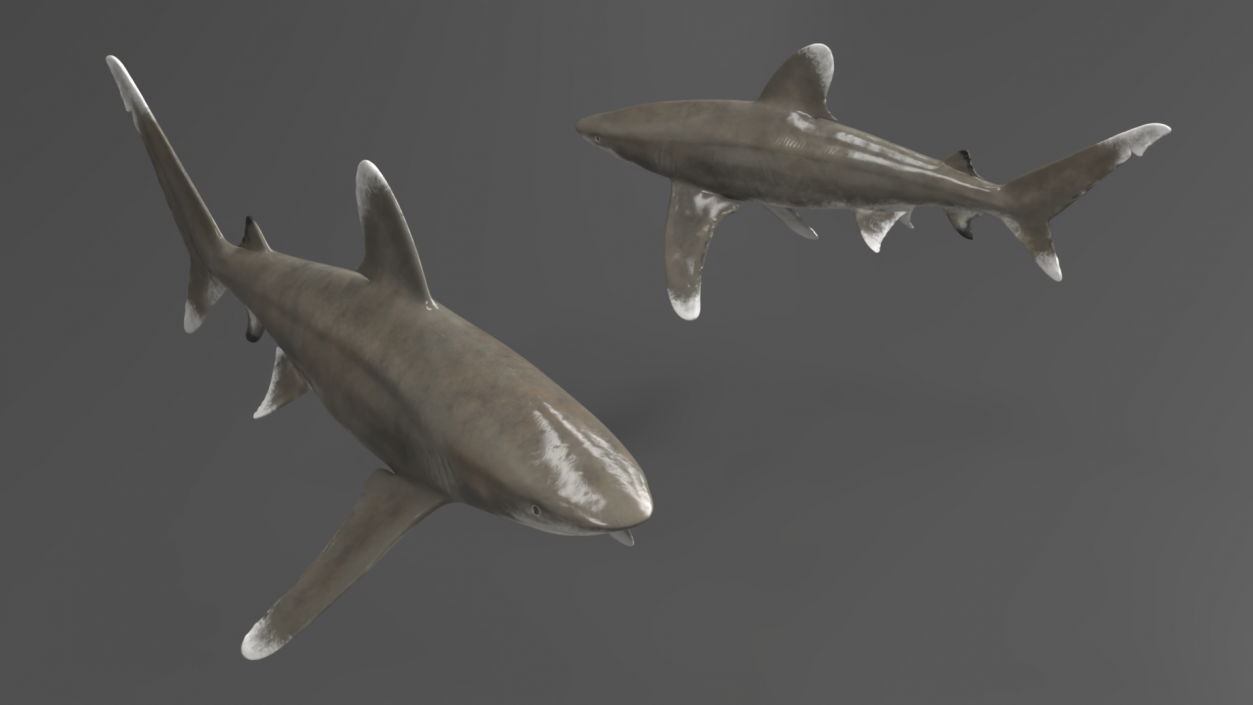 Carcharhinus Longimanus Shark 3D model