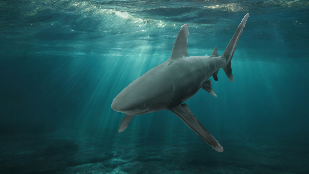 Carcharhinus Longimanus Shark 3D model