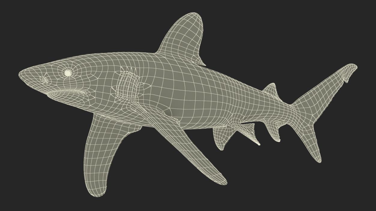 Carcharhinus Longimanus Shark 3D model