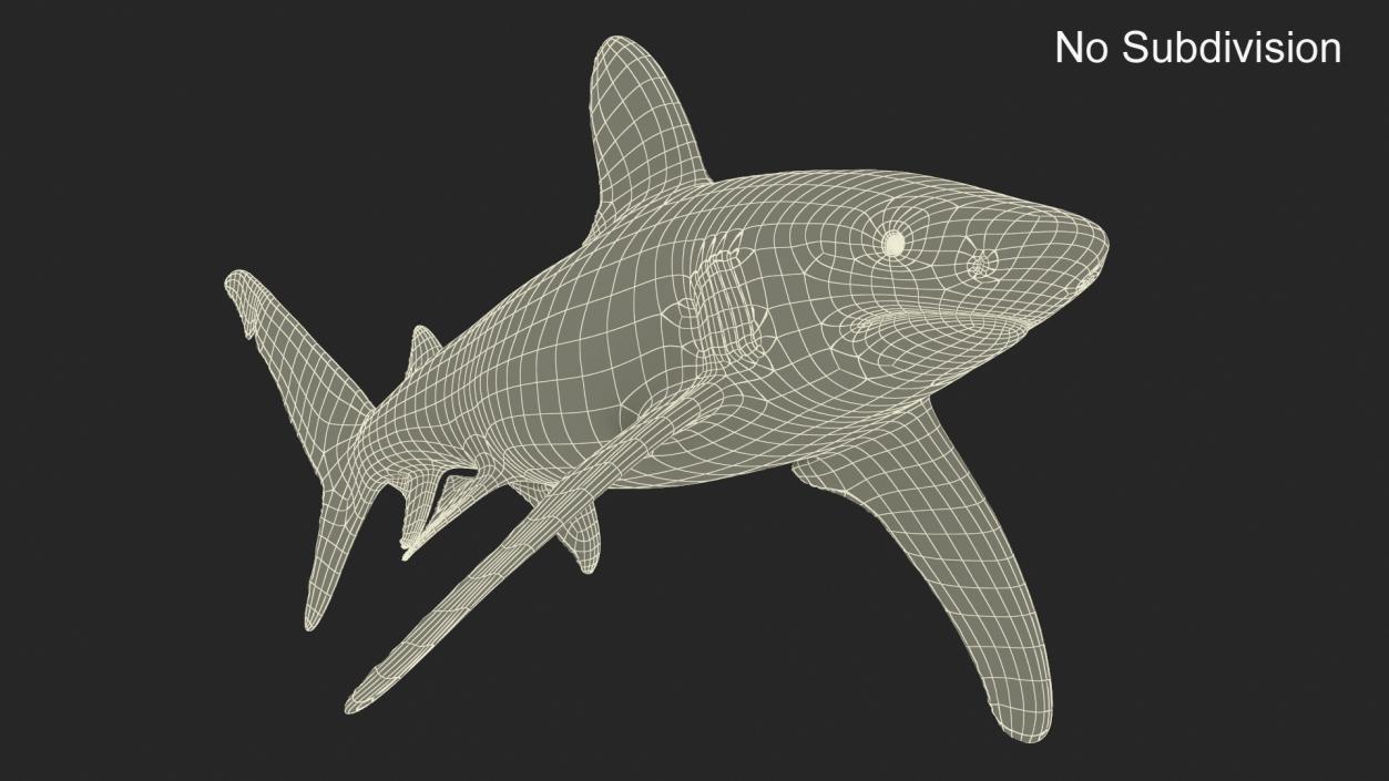 Carcharhinus Longimanus Shark 3D model