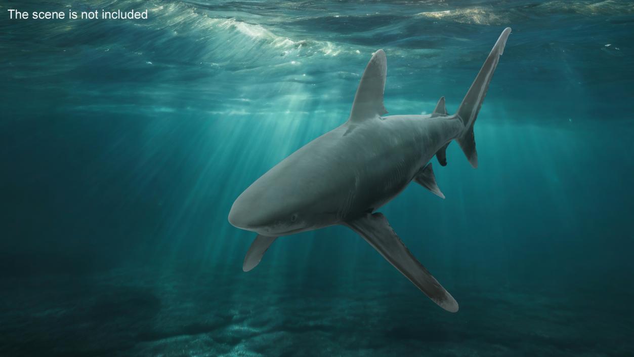 Carcharhinus Longimanus Shark 3D model