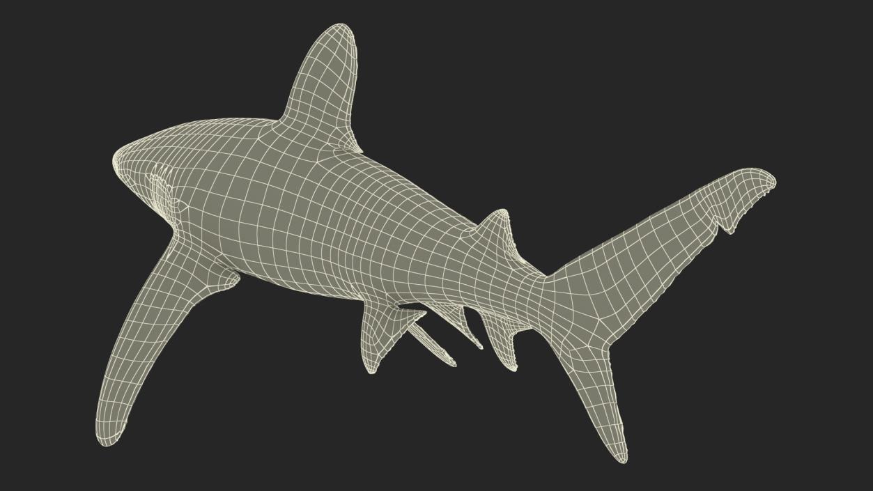 Carcharhinus Longimanus Shark 3D model