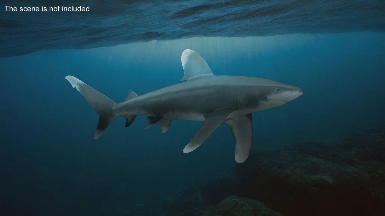 Carcharhinus Longimanus Shark 3D model