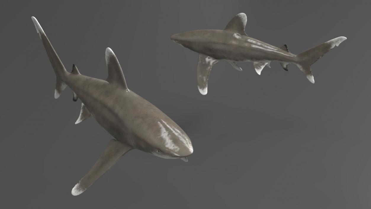 Carcharhinus Longimanus Shark 3D model