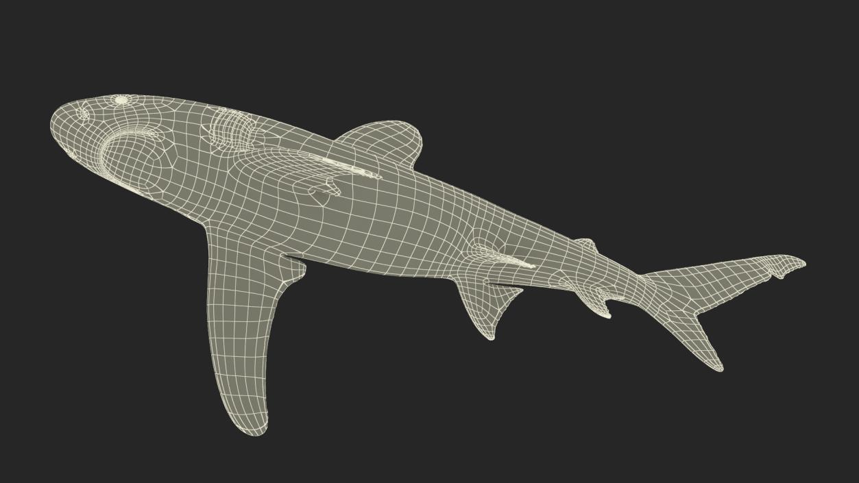 Carcharhinus Longimanus Shark 3D model