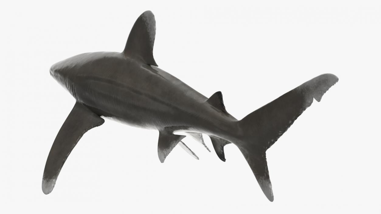 Carcharhinus Longimanus Shark 3D model