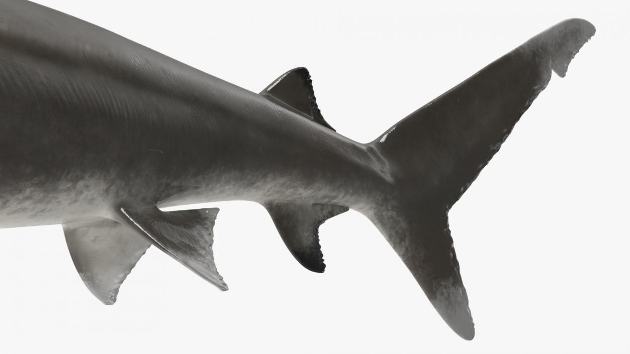 Carcharhinus Longimanus Shark 3D model