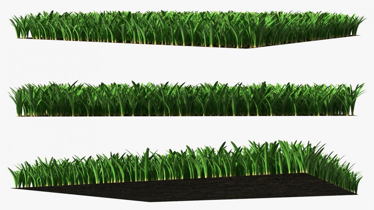 3D St Augustine Grass Lawn model