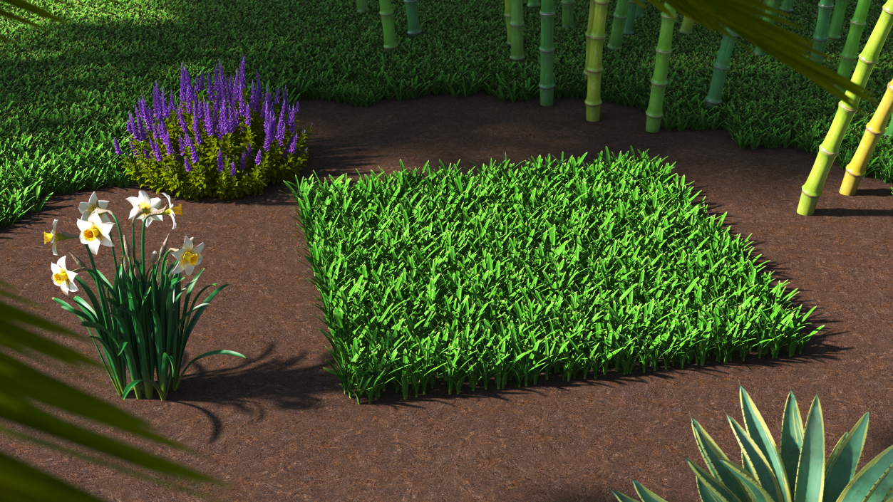 3D St Augustine Grass Lawn model