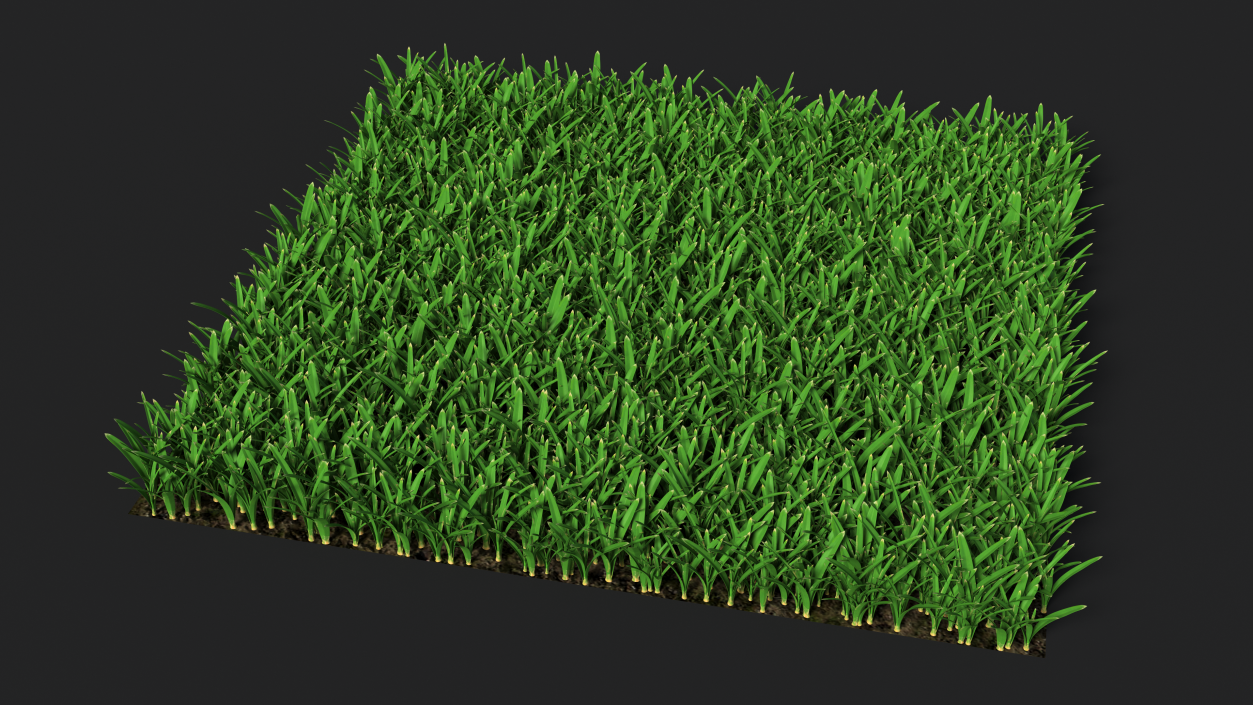 3D St Augustine Grass Lawn model