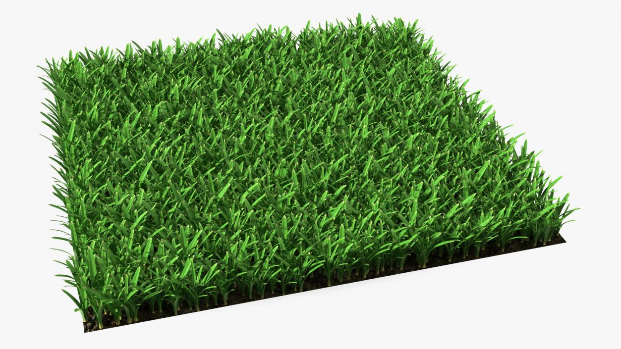 3D St Augustine Grass Lawn model