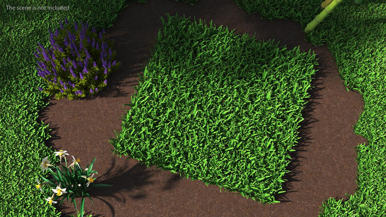 3D St Augustine Grass Lawn model