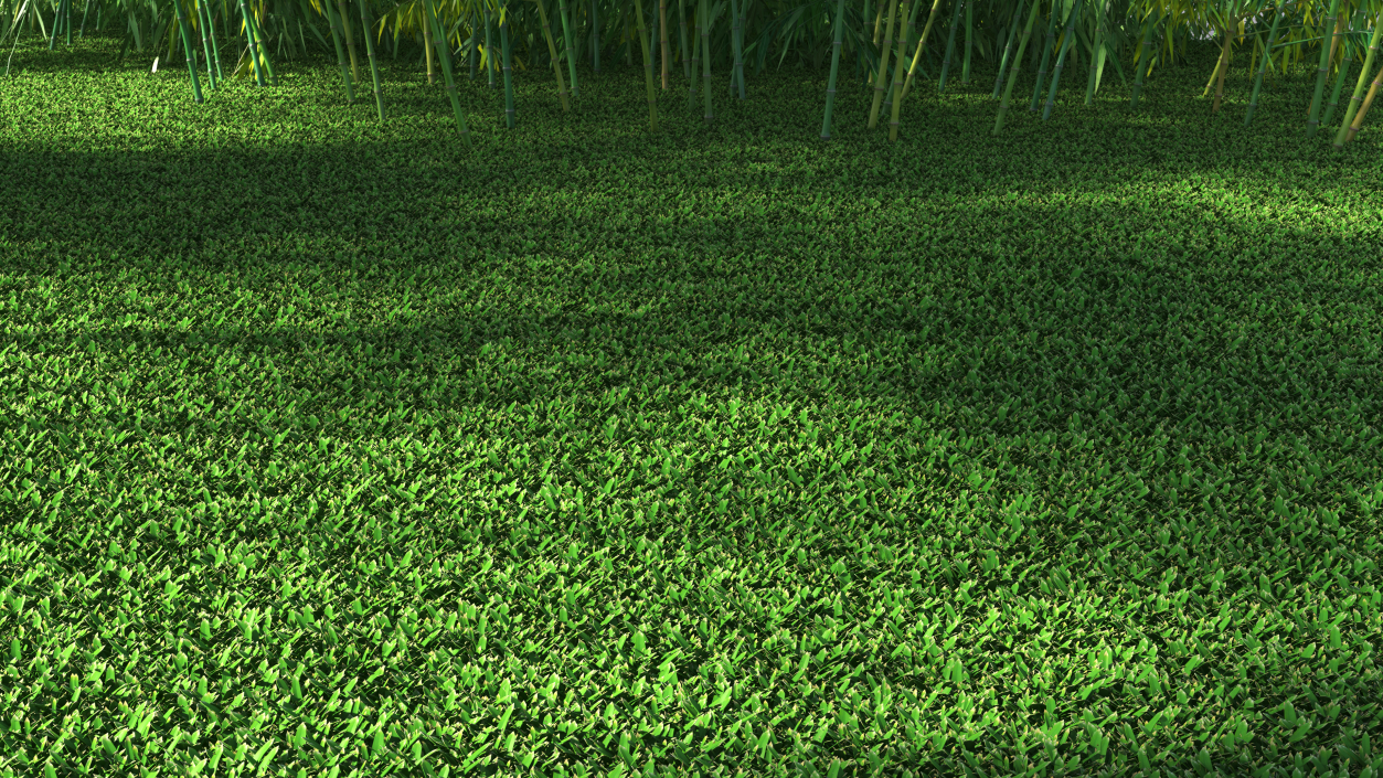 3D St Augustine Grass Lawn model