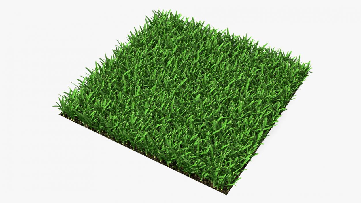 3D St Augustine Grass Lawn model