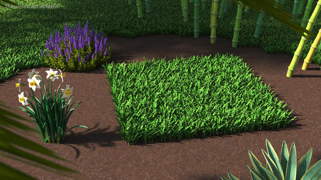 3D St Augustine Grass Lawn model