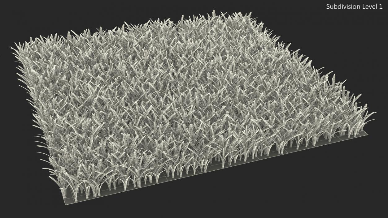 3D St Augustine Grass Lawn model