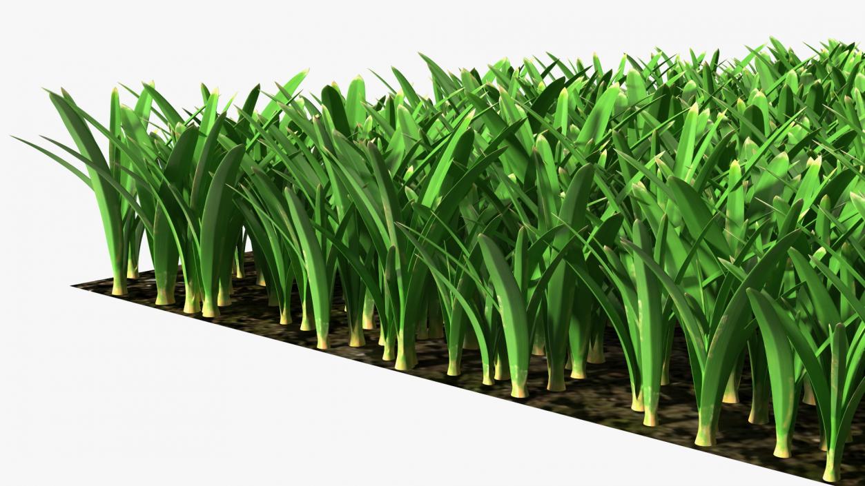 3D St Augustine Grass Lawn model