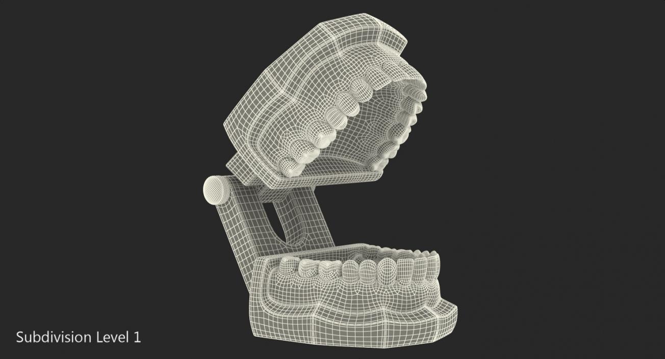 3D Transparent Dental Typodont With Dental Implants model