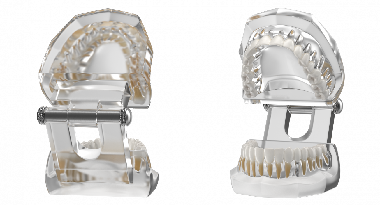 3D Transparent Dental Typodont With Dental Implants model