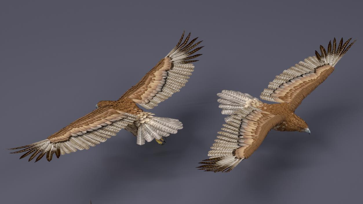 Realistic Flying Gurney Eagle 3D model