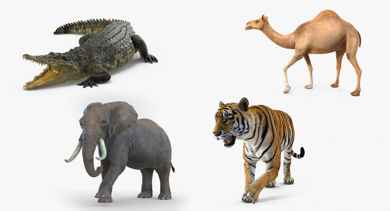 3D Rigged African Animals 3D Models Collection model