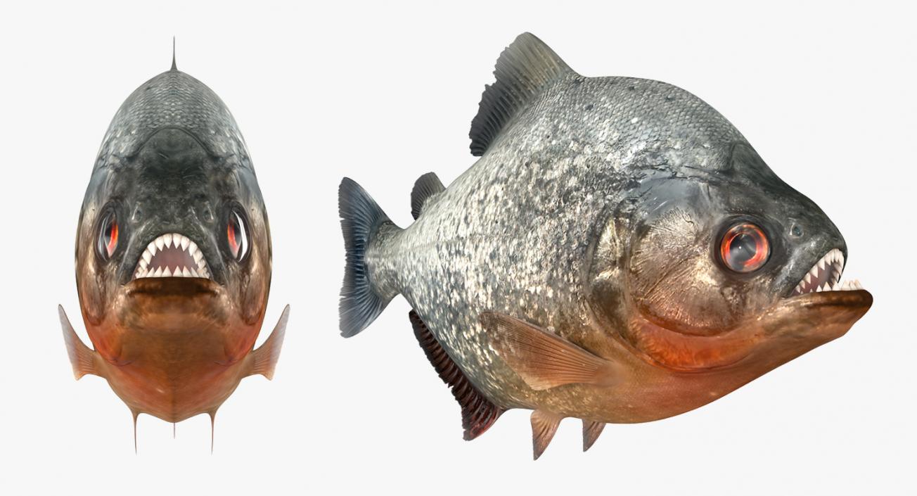 Piranha 3D model