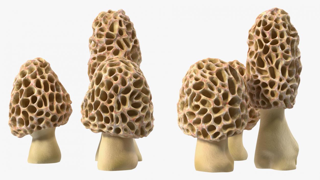 3D model Morel Mushrooms