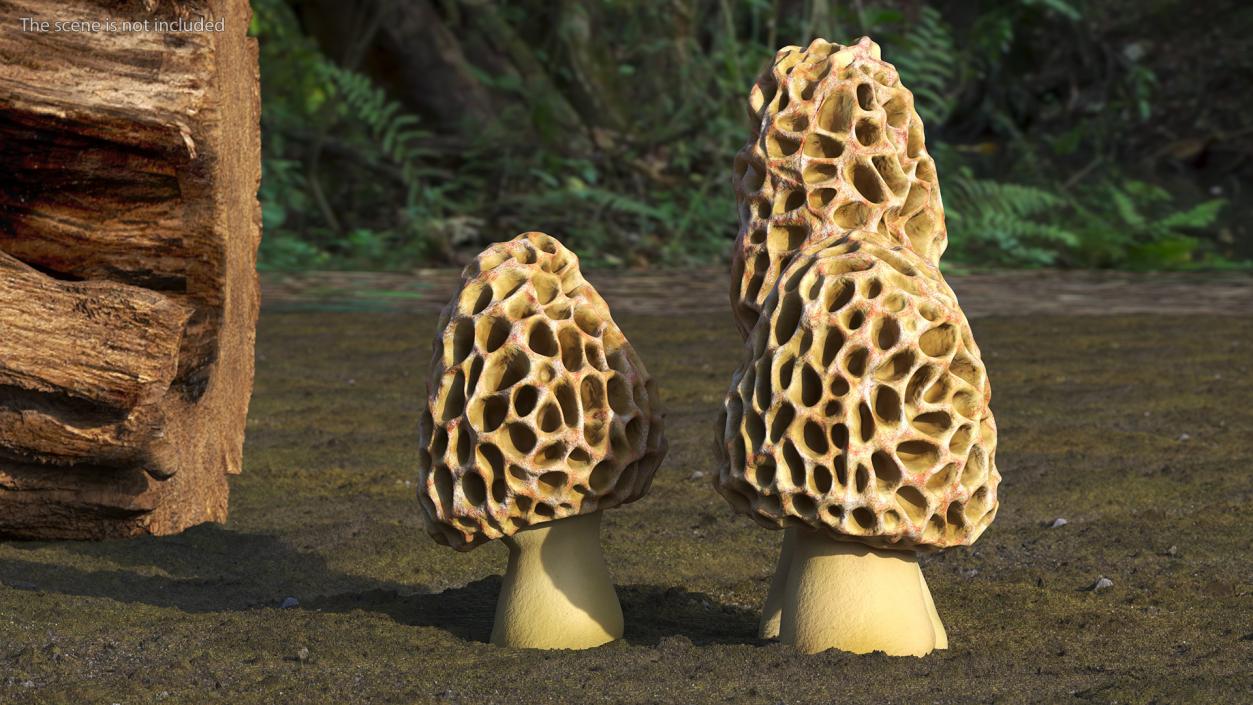 3D model Morel Mushrooms