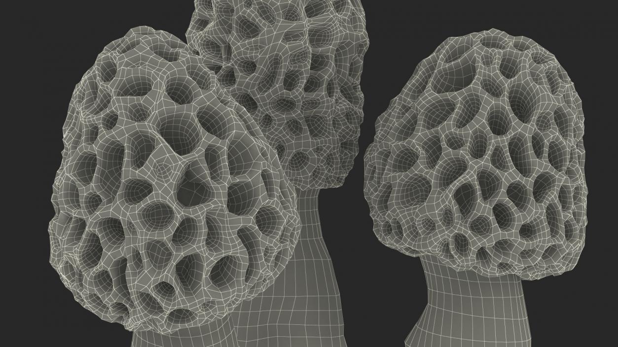 3D model Morel Mushrooms