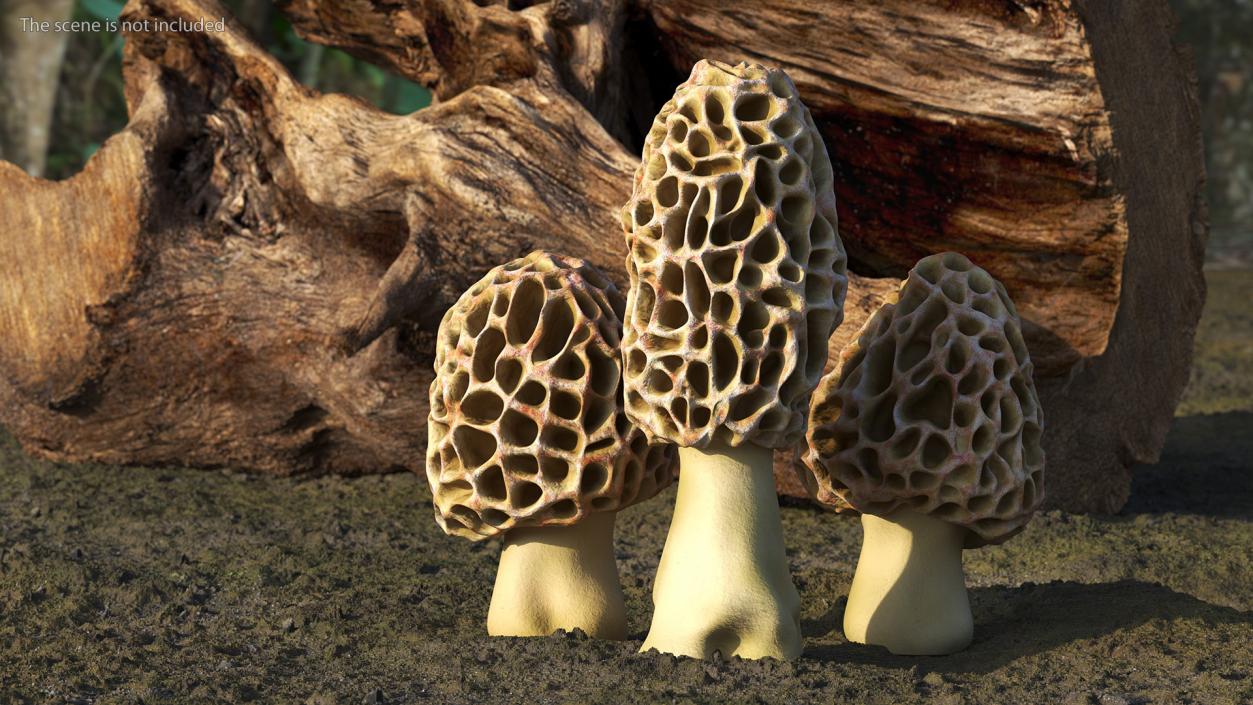 3D model Morel Mushrooms