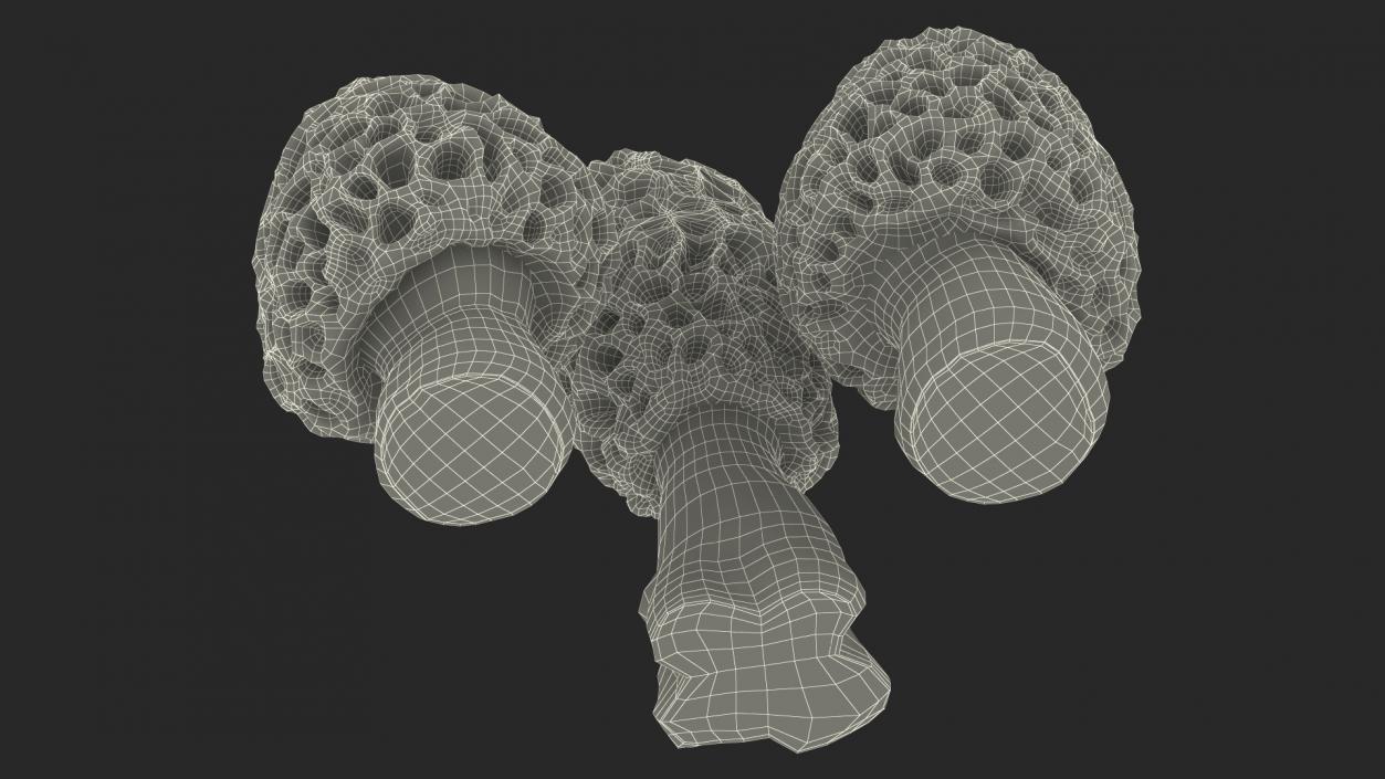 3D model Morel Mushrooms