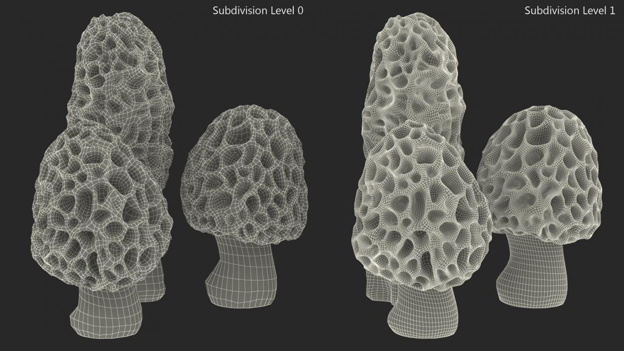 3D model Morel Mushrooms