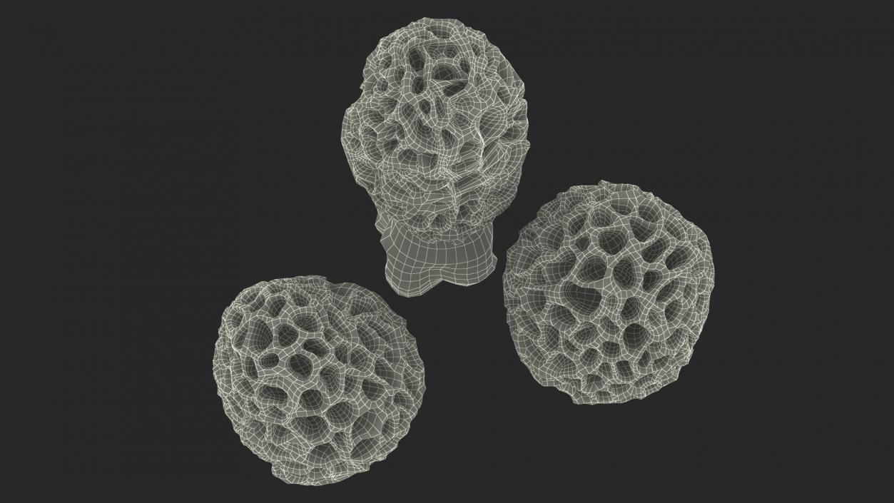 3D model Morel Mushrooms