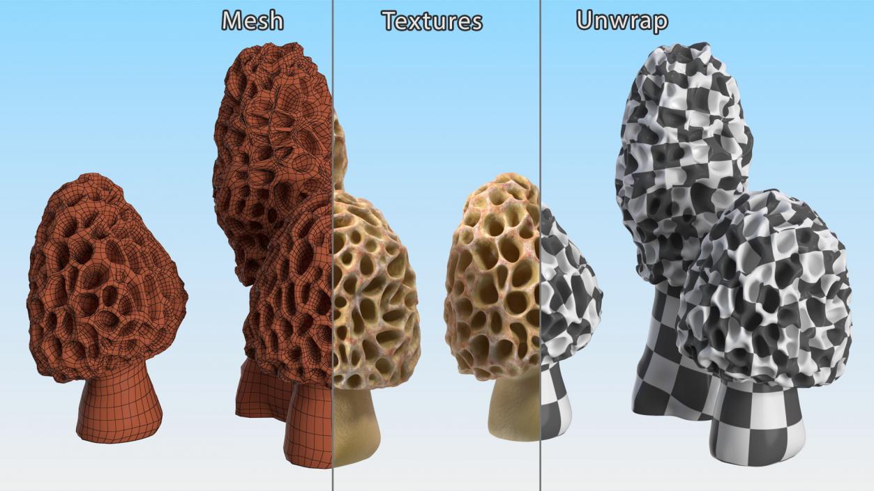 3D model Morel Mushrooms