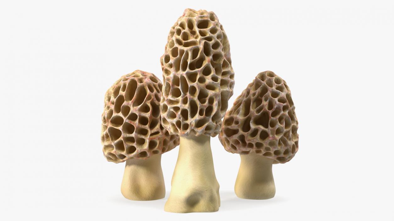 3D model Morel Mushrooms