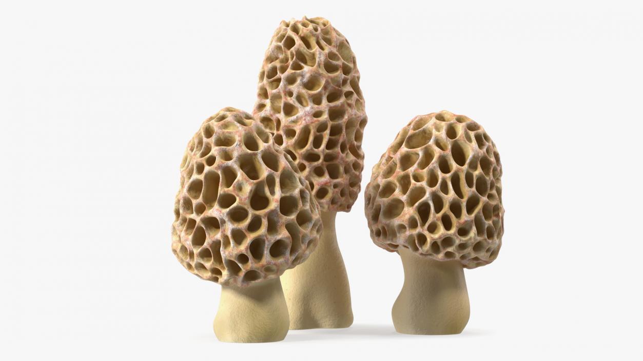 3D model Morel Mushrooms