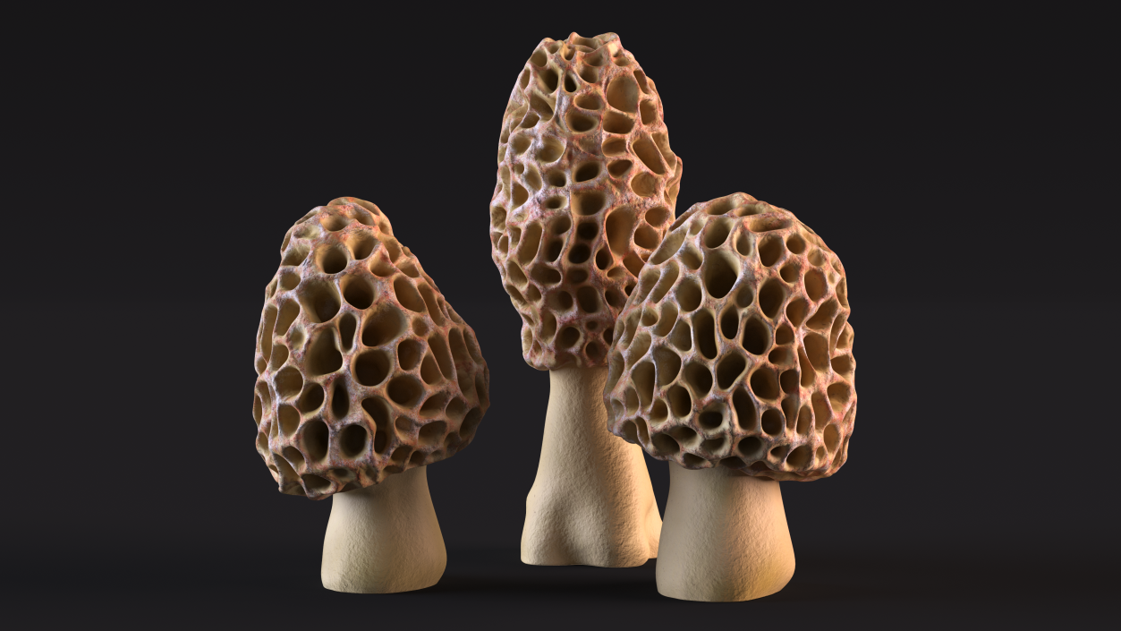 3D model Morel Mushrooms