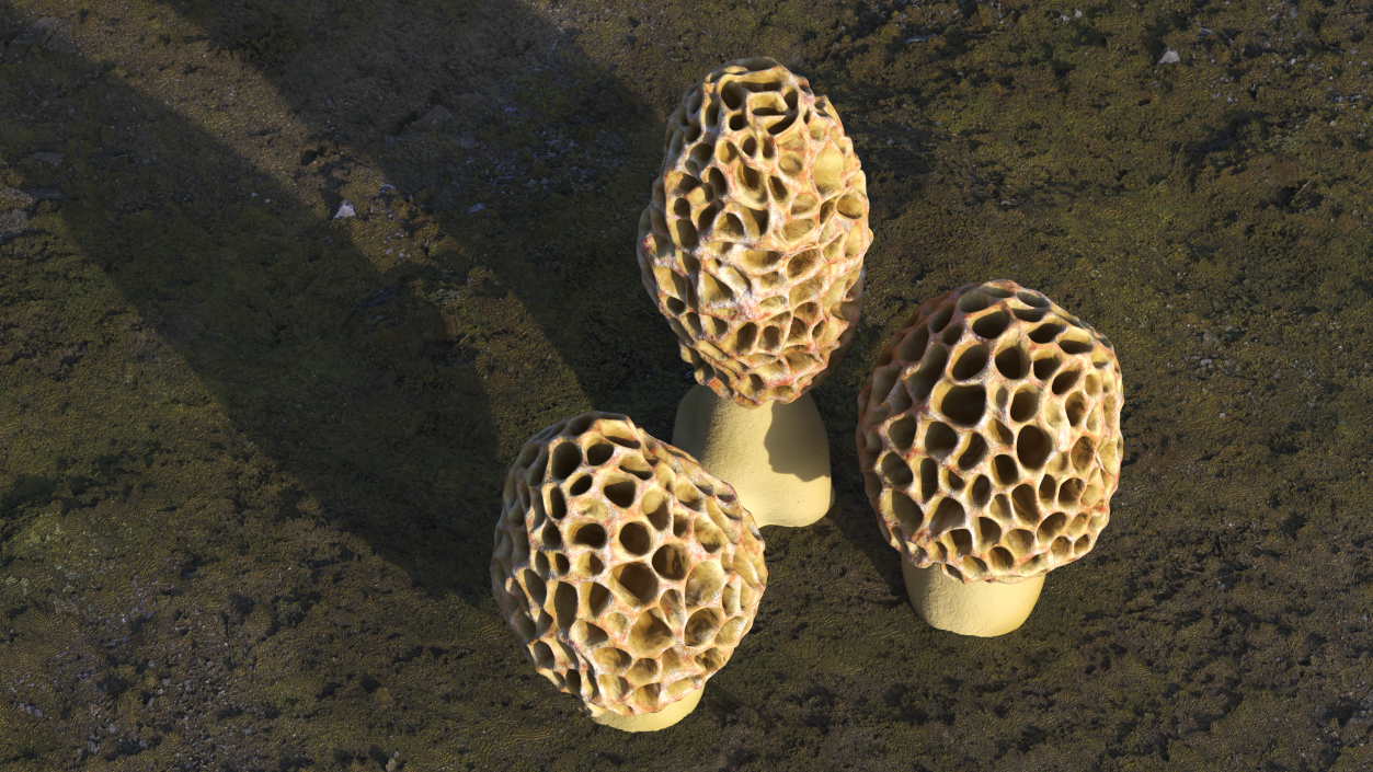 3D model Morel Mushrooms