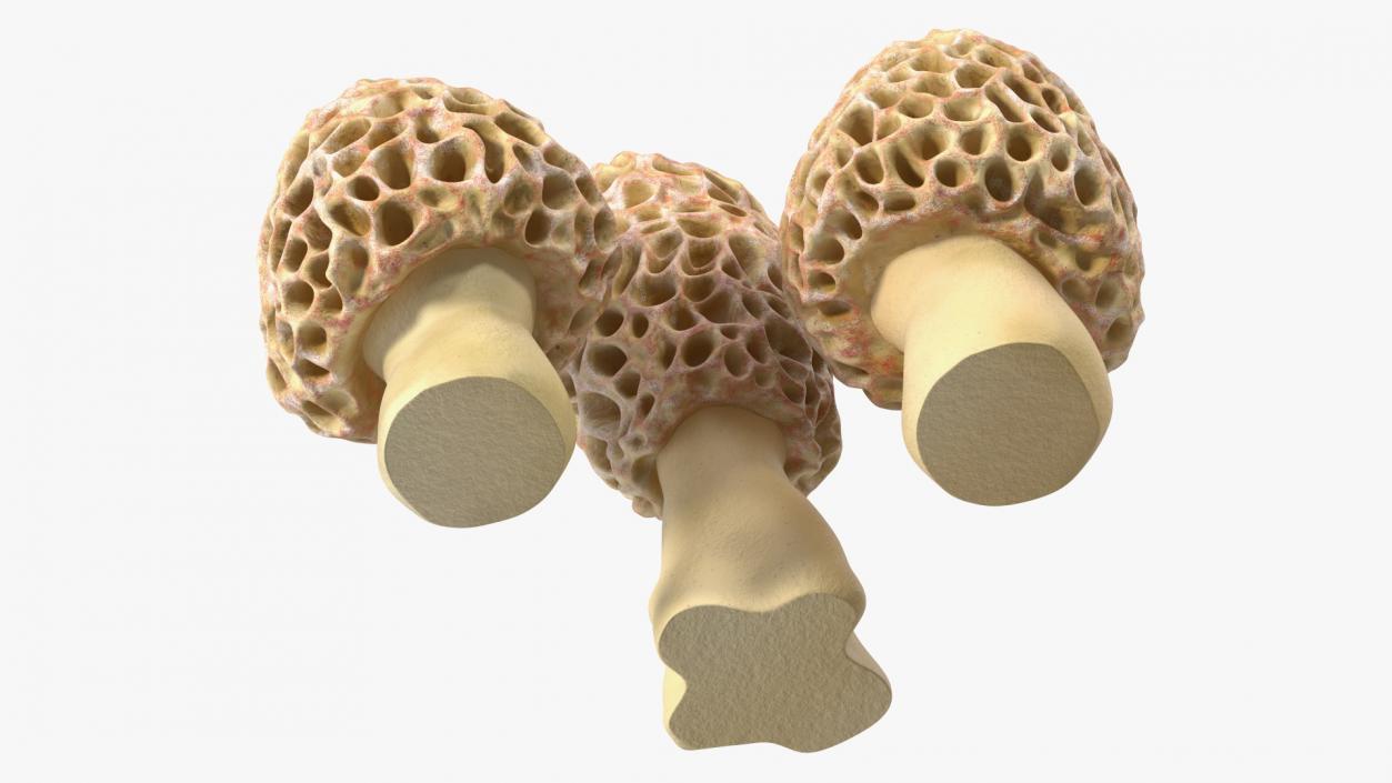 3D model Morel Mushrooms