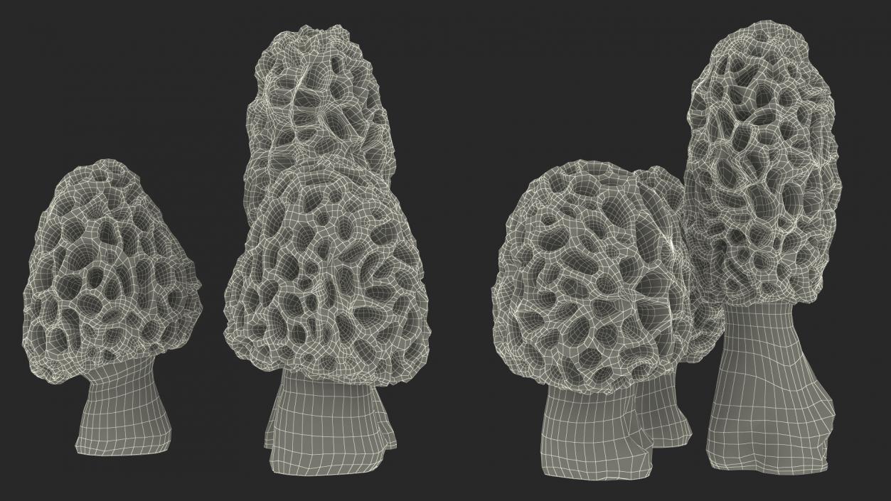 3D model Morel Mushrooms