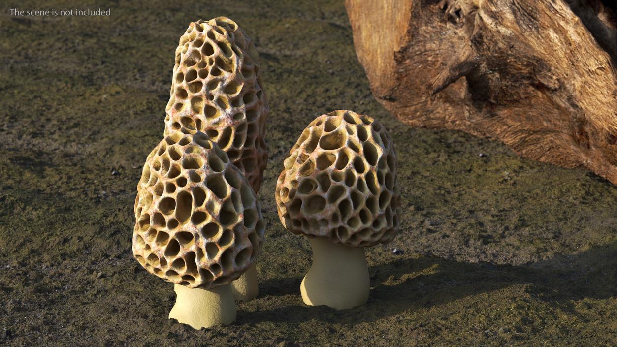 3D model Morel Mushrooms