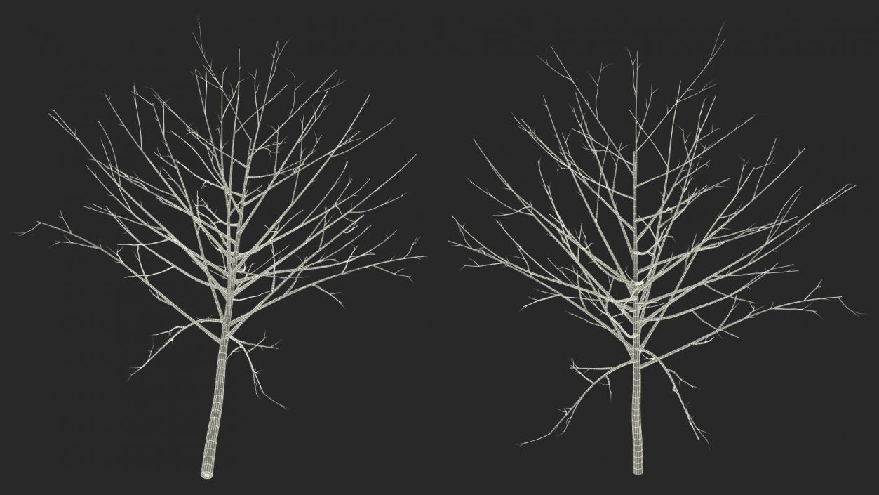 3D Bare Winter Tree