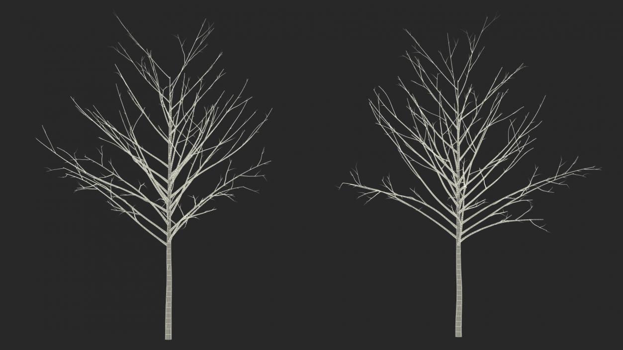 3D Bare Winter Tree