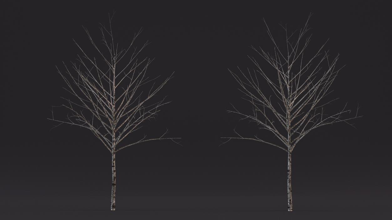 3D Bare Winter Tree