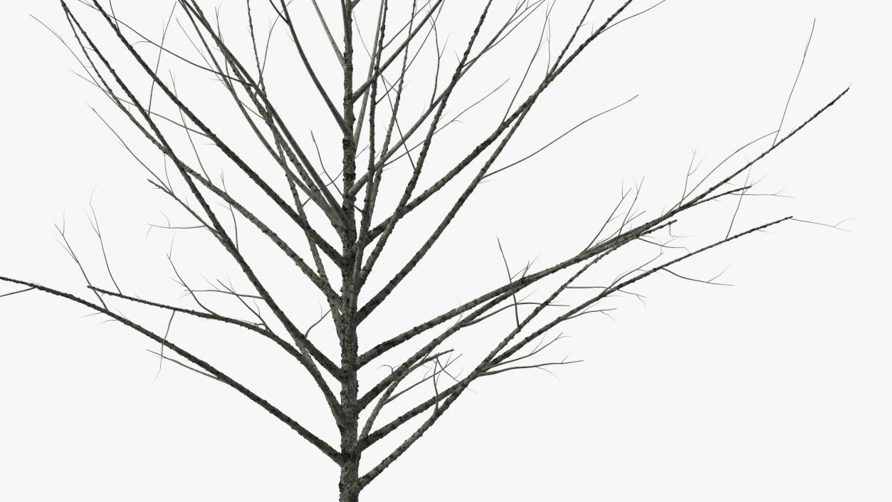 3D Bare Winter Tree