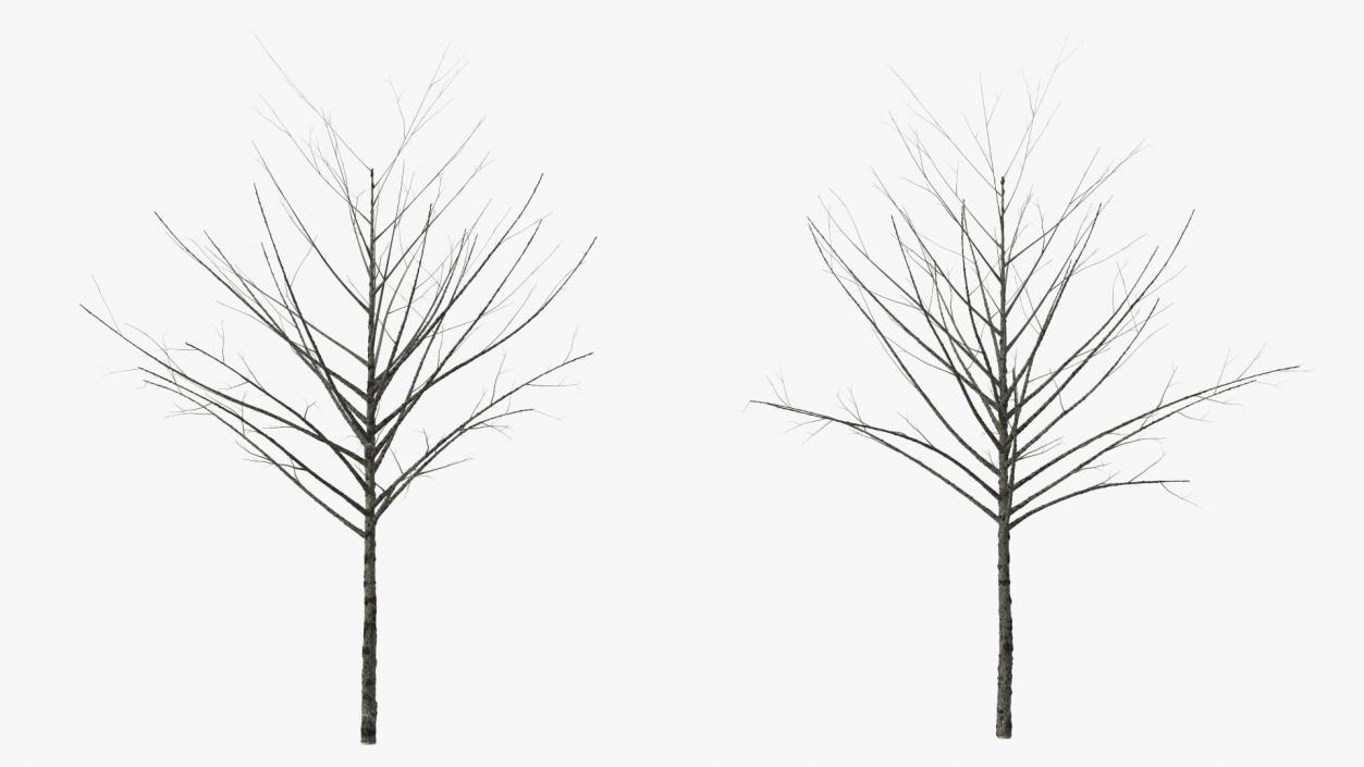 3D Bare Winter Tree