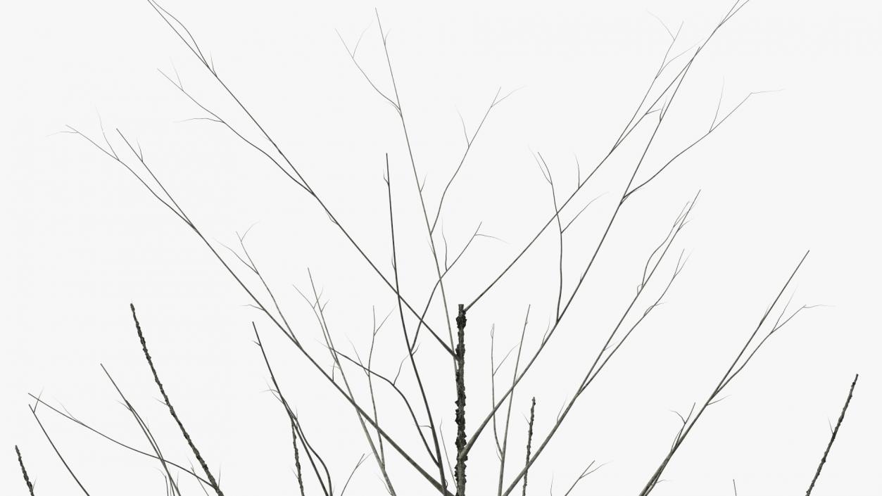 3D Bare Winter Tree