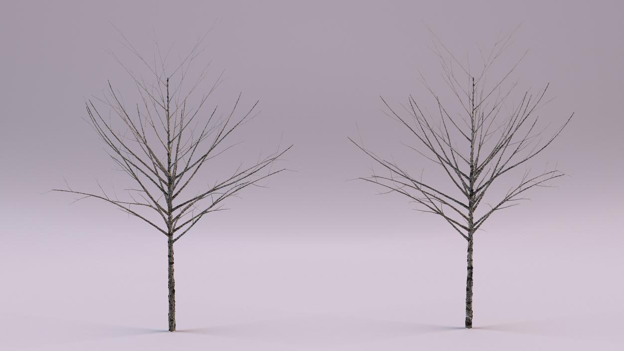 3D Bare Winter Tree